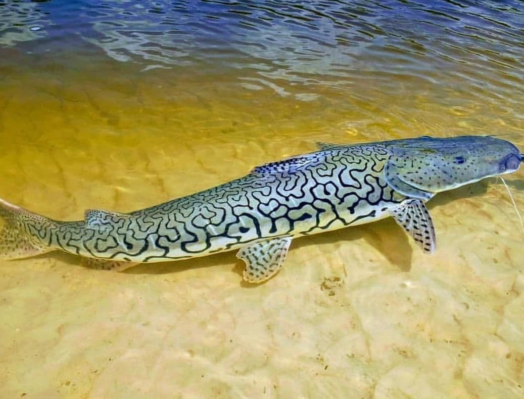 Surubí pescado en el río Paraná